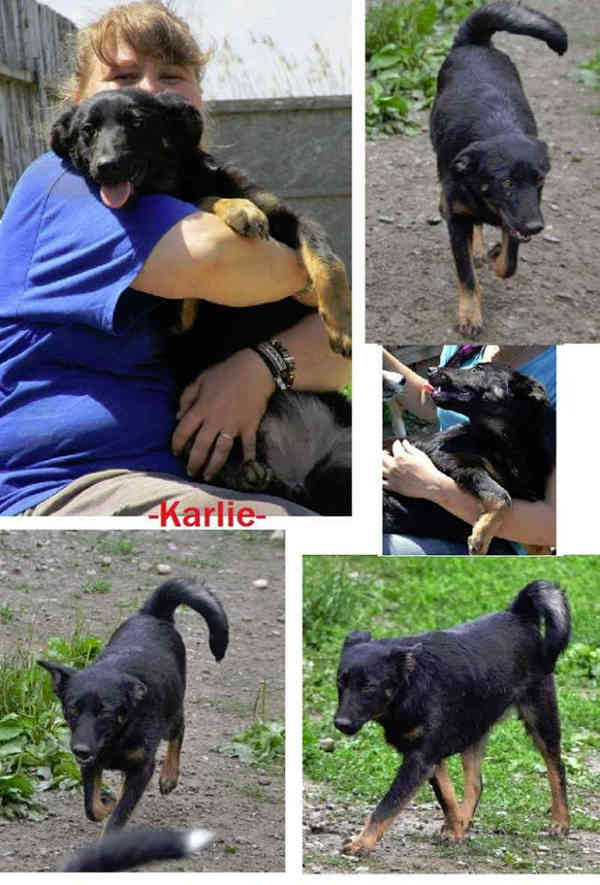 Hunde Hilfe Rumänien Vermittlung Adoptieren