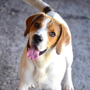 Oscar Hundevermittlung Rumänien
