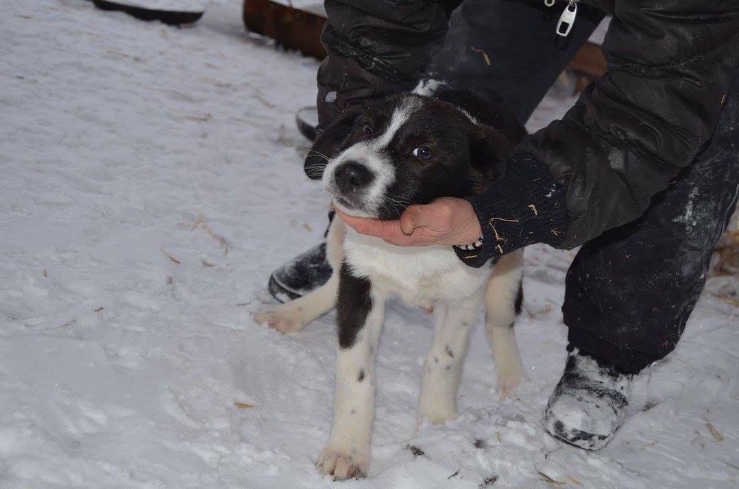 Franco sucht ein Zuhause Hundevermittlung • Hundehilfe • Rumänien