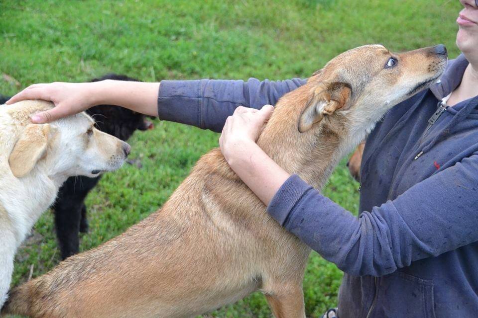 Tierhilfe Hunde Rettung aus dem Ausland Animals new life e.V.