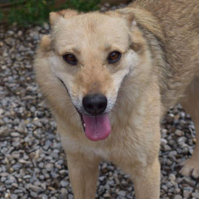Opal Sucht Ein Zuhause Hundevermittlung Hundehilfe Rumanien